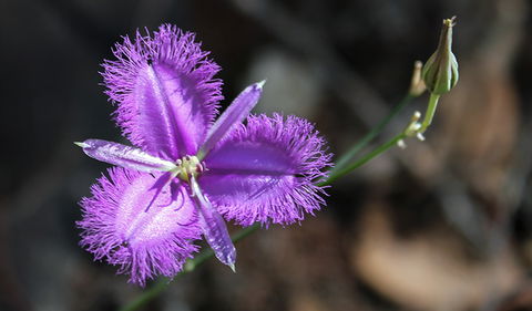 Conimbla National Park - Accommodation in Bendigo 3