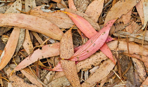 Green Camp - Accommodation in Bendigo 2