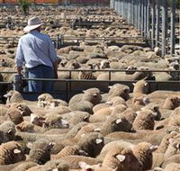 Livestock Marketing Centre - Accommodation in Bendigo