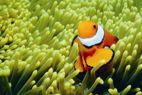 Hardy Reef - Accommodation in Bendigo 3
