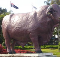 Rockhampton Bull Statues - Accommodation in Bendigo