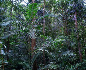 Kutini-Payamu (Iron Range) National Park (CYPAL) - Accommodation in Bendigo 2