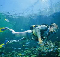 Seaflight Bommie Dive Site - Accommodation in Bendigo