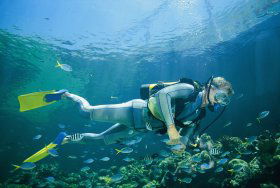 Seaflight Bommie Dive Site - Accommodation in Bendigo 0