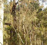 Warby-Ovens National Park - Accommodation in Bendigo