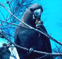 Mount Archer National Park - Accommodation in Bendigo