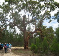 Koorilgur Nature Reserve - Accommodation in Bendigo