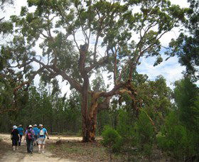 Koorilgur Nature Reserve - Accommodation in Bendigo 0