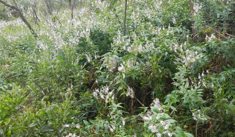 Snowgum Walking Track - Accommodation in Bendigo 0