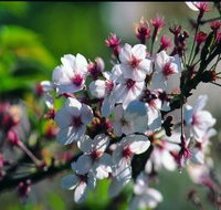 Sakura Avenue - Accommodation in Bendigo