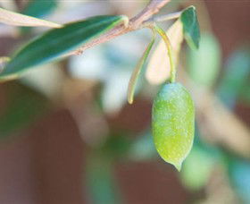 The Olive Shop - Milawa - Accommodation in Bendigo 1