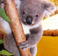 Cooberrie Park Wildlife Sanctuary - Accommodation in Bendigo