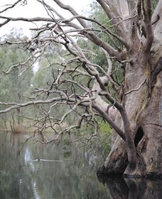 Wonga Wetlands - Accommodation in Bendigo 3