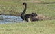 Wonga Wetlands - thumb 6