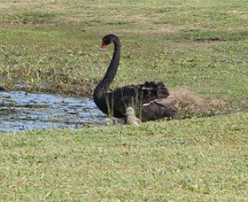 Wonga Wetlands - Accommodation in Bendigo 6