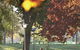 Albury - Murray River Precinct - thumb 6