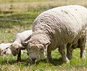 Short Sheep Micro-Winery - Accommodation in Bendigo 6