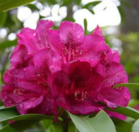 Campbell Rhododendron Gardens - Accommodation in Bendigo
