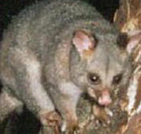 Moondarra State Park - Accommodation in Bendigo