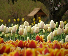 Tulip Top Gardens - Accommodation in Bendigo 0