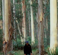 Blue Gum Forest - Accommodation in Bendigo