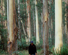 Blue Gum Forest - Accommodation in Bendigo 0