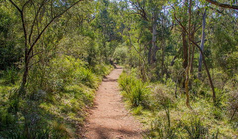 Mares Forest Creek Walking Track - Accommodation in Bendigo 0