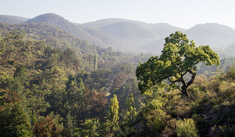 Mares Forest Creek Walking Track - Accommodation in Bendigo 3