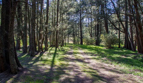 Wombeyan Waterfall Walking Track - Accommodation in Bendigo 0