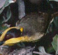 Tyers Park - Accommodation in Bendigo