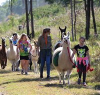 Ottaba Llamas - Accommodation in Bendigo