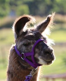 Ottaba Llamas - Accommodation in Bendigo 3