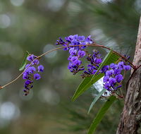 Mann River Nature Reserve - Accommodation in Bendigo