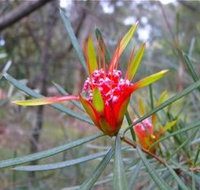Glenbrook Native Plant Reserve and Nursery - Accommodation in Bendigo