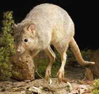 Kanyana Wildlife Rehabilitation Centre - Accommodation in Bendigo