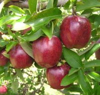 Top 40 Orchard - Accommodation in Bendigo