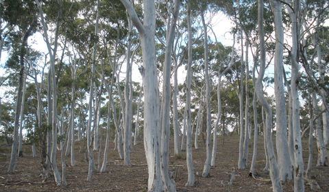 Green Track - Accommodation in Bendigo 1