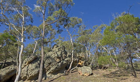 Green Track - Accommodation in Bendigo 2