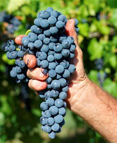 Stonehurst Cedar Creek Vineyard - Accommodation in Bendigo 5