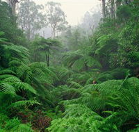 Tarra Bulga National Park - Accommodation in Bendigo