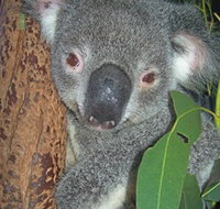 Hunter Valley Zoo - Accommodation in Bendigo