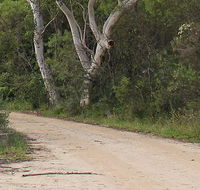 Riverview walking track - Accommodation in Bendigo