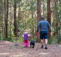 Olney State Forest - Watagan Mountains - Accommodation in Bendigo