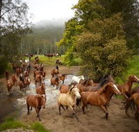 Glenworth Valley Horse Riding - Accommodation in Bendigo