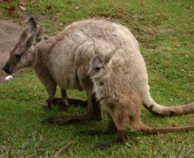 Forest Of Tranquillity - Australian Rainforest Sanctuary - Accommodation in Bendigo 1