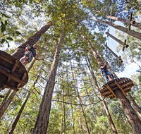 TreeTop Adventure Park Central Coast - Accommodation in Bendigo