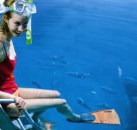 Roy Rufus Artificial Reef Dive Site - Accommodation in Bendigo