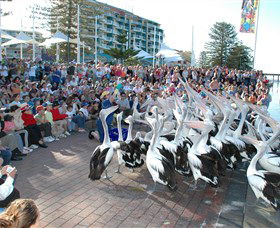 Pelican Feeding - Accommodation in Bendigo 0