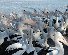 Pelican Feeding - Accommodation in Bendigo 2