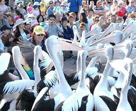 Pelican Feeding - Accommodation in Bendigo 1